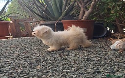 Bichón Maltés perros en venta: Bichón maltes - Imagen 6