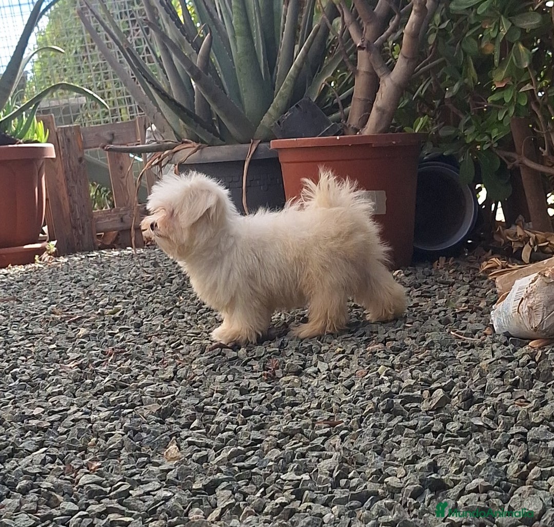 Bichón Maltés perros en venta: Bichón maltes - Imagen 6