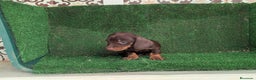 Teckel Miniatura perros en venta: Teckel miniatura  - Anuncio 11