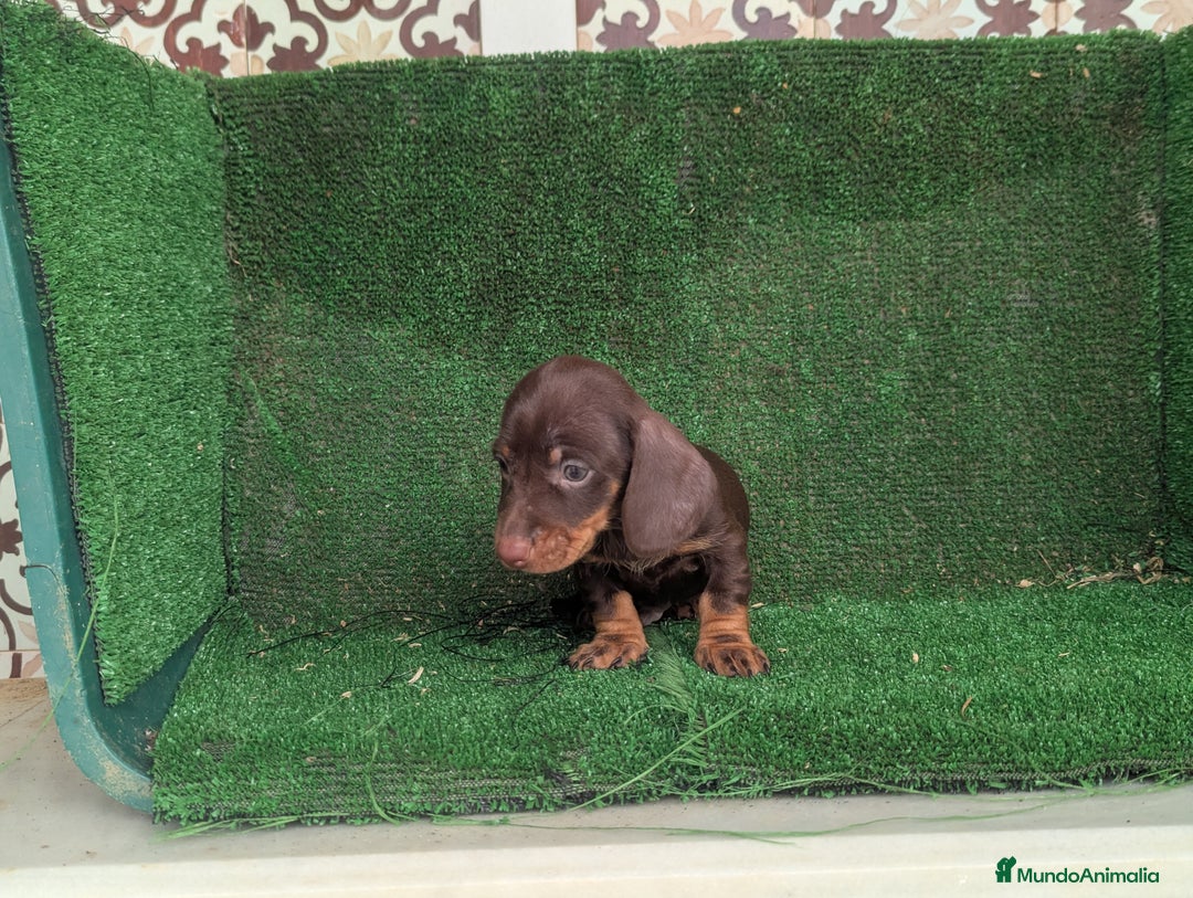 Teckel Miniatura perros en venta: Teckel miniatura  - Anuncio 11