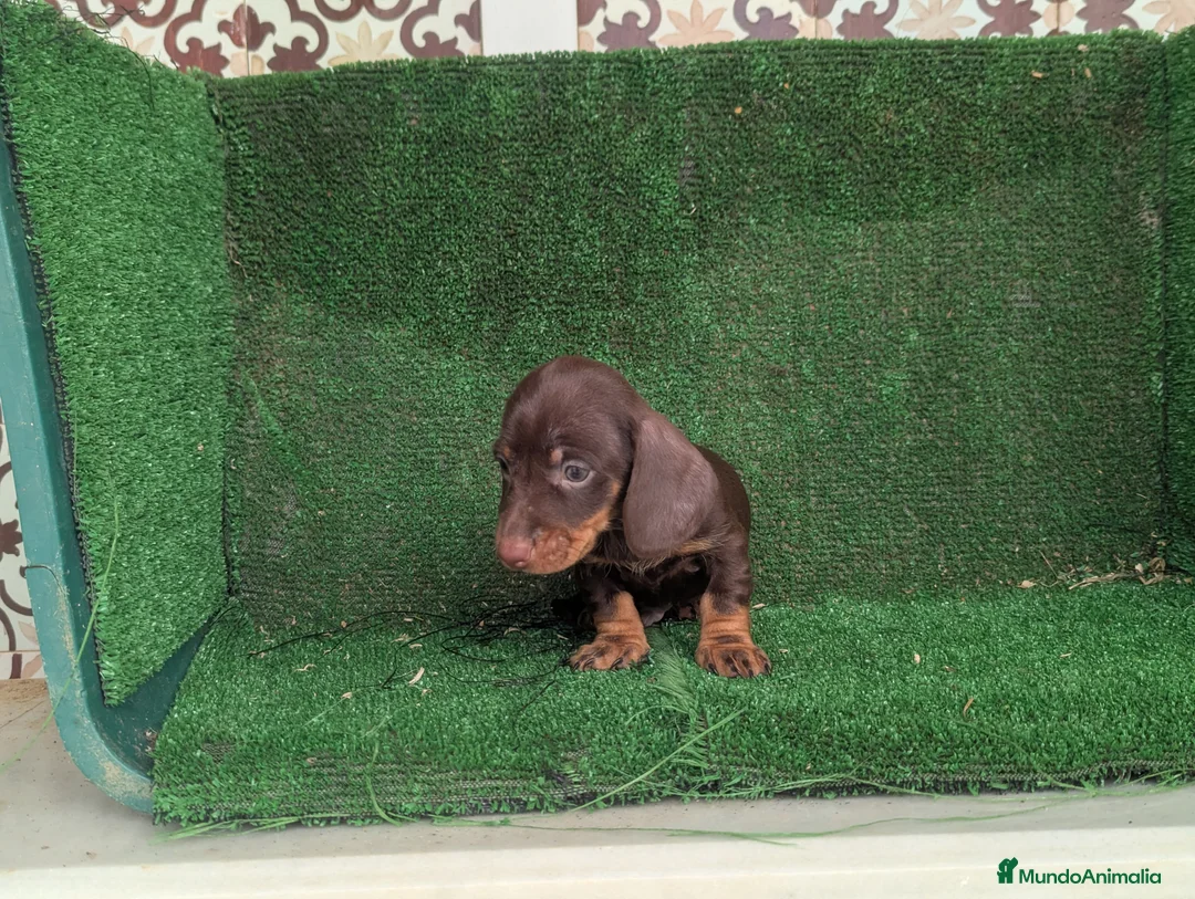 Teckel Miniatura perros en venta: Teckel miniatura  - Anuncio 11