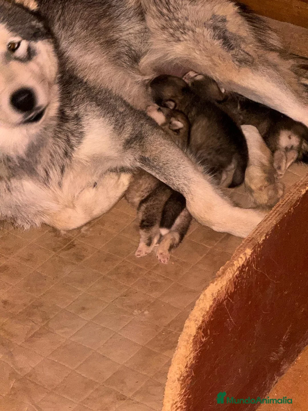 Alaskan Malamute perros en venta: Alaskan Malamute  - Anuncio 1