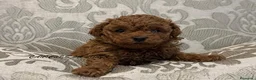 Caniche Toy perros en venta: CANICHE TOY  en Madrid - Anuncio 4