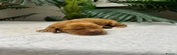 Cocker Spaniel Inglés perros en venta: 💙 COCKER SPANIEL INGLÉS 💙 - Anuncio 4