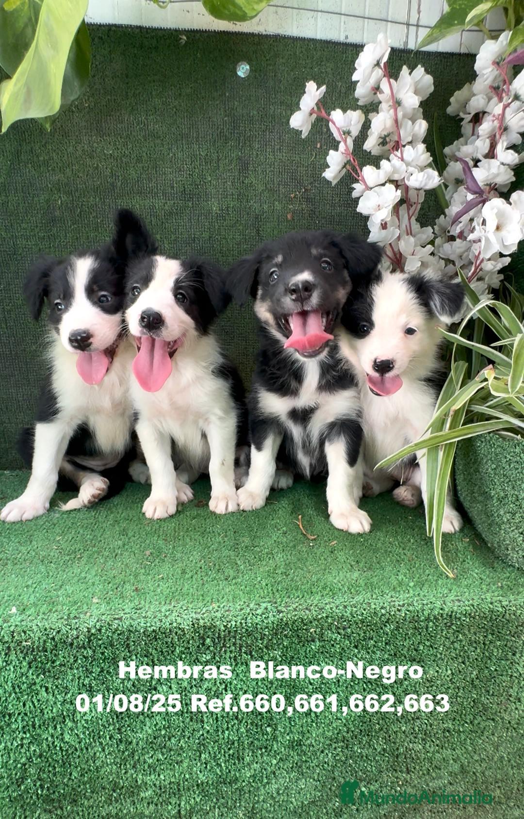 Border Collie perros en venta: BORDER COLLIE hembras - Imagen 5