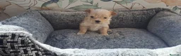 Maltipoo perros en venta: Maltipoo Toy - Anuncio 1