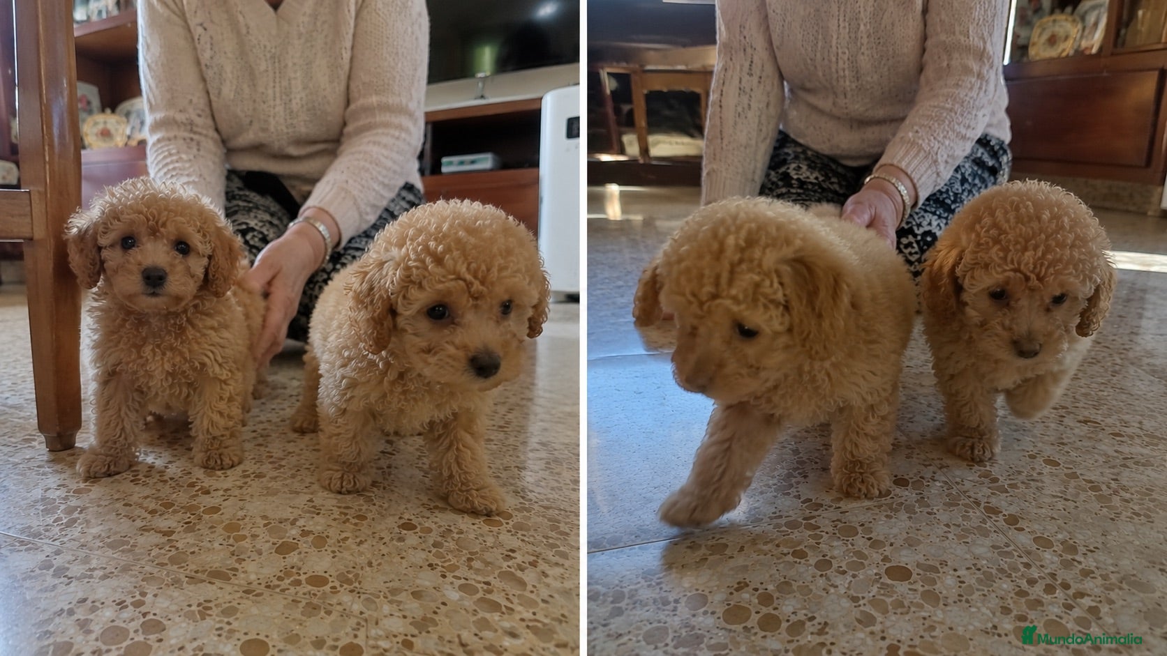 Caniche Enano perros CANICHES ENANO ( CONTRAREMBOLSO )  - Anuncio 2