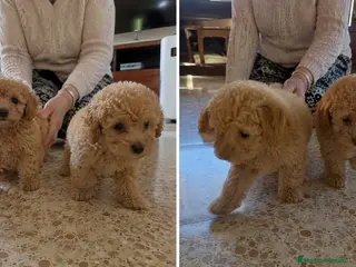 Caniche Enano perros CANICHES ENANO ( CONTRAREMBOLSO ) - Anuncio 2