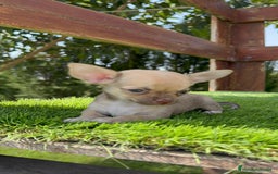 Chihuahua perros en venta: CHIHUAHUA MACHO - Imagen 13