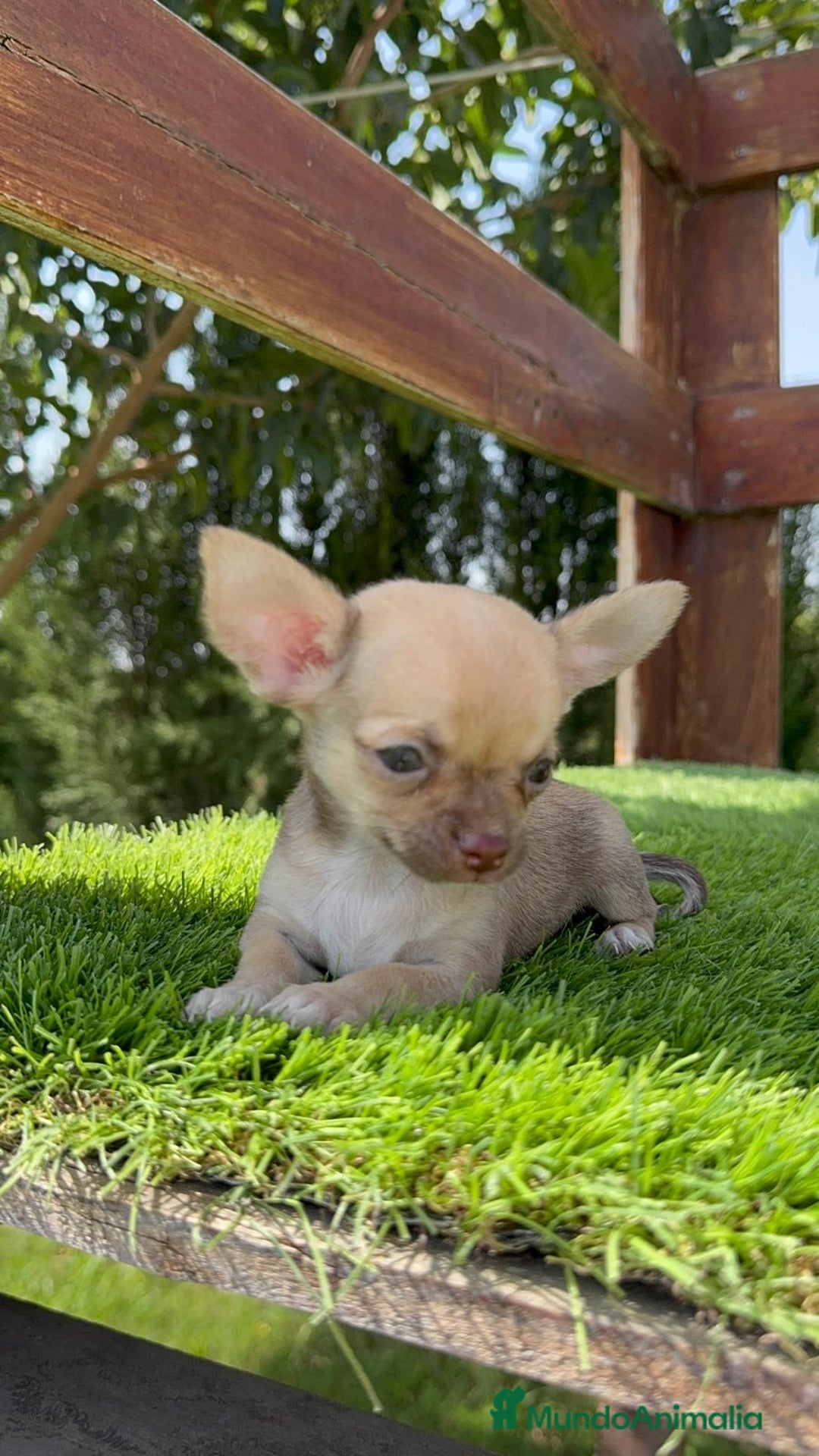 Chihuahua perros en venta: CHIHUAHUA MACHO - Imagen 13