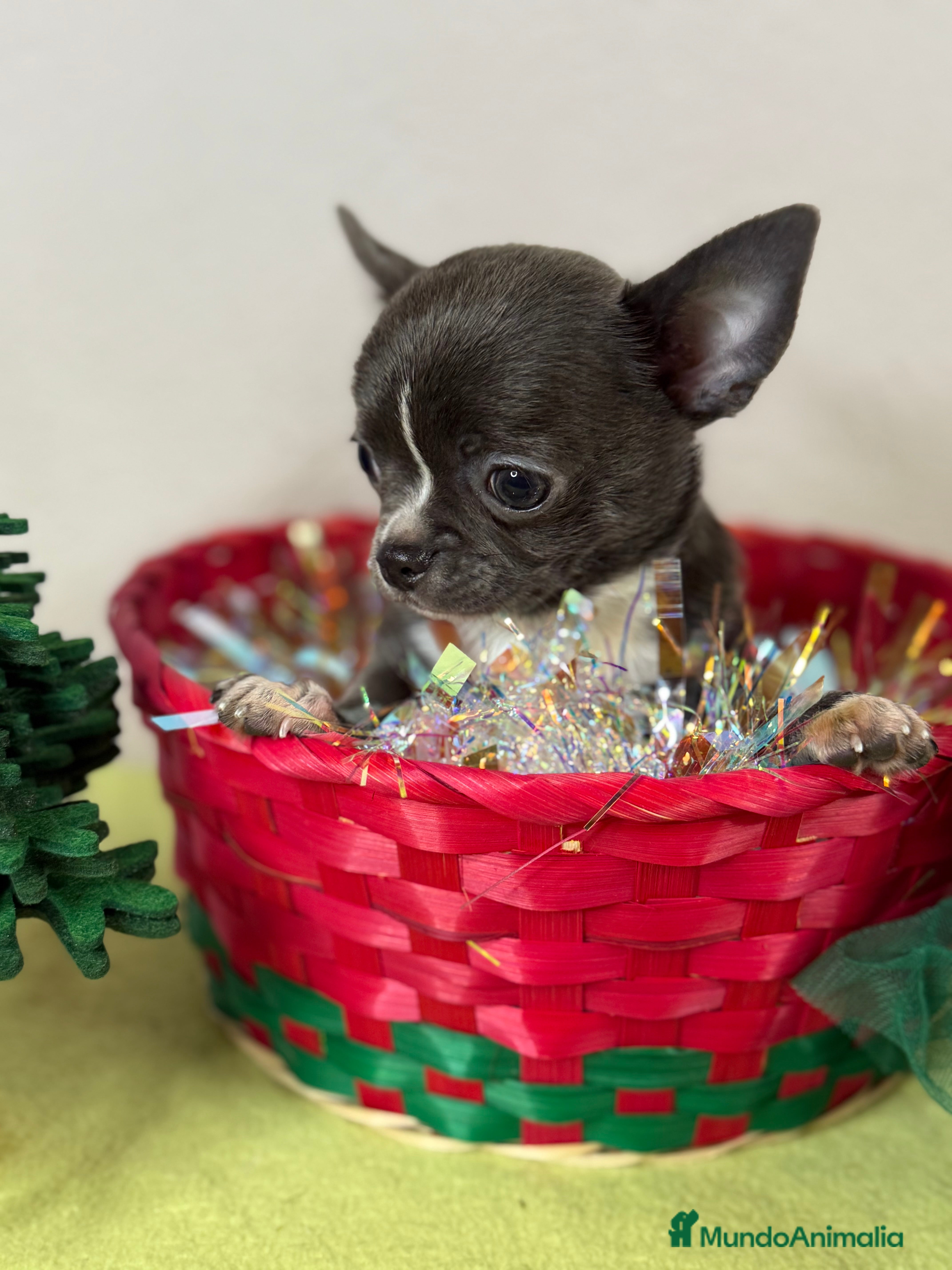 Chihuahua perros Excelentes chihuahuas machos - Anuncio 34