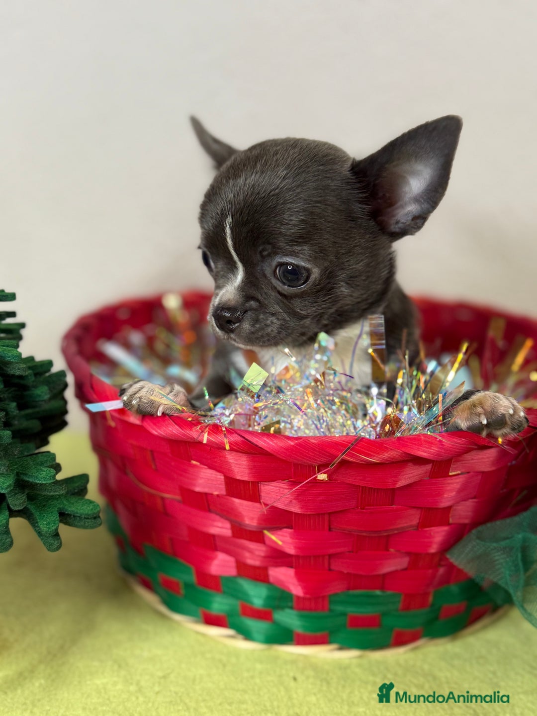 Chihuahua perros en venta: Excelentes chihuahuas machos - Anuncio 1