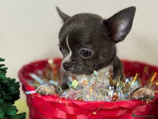 Chihuahua perros Excelentes chihuahuas machos - Anuncio 1