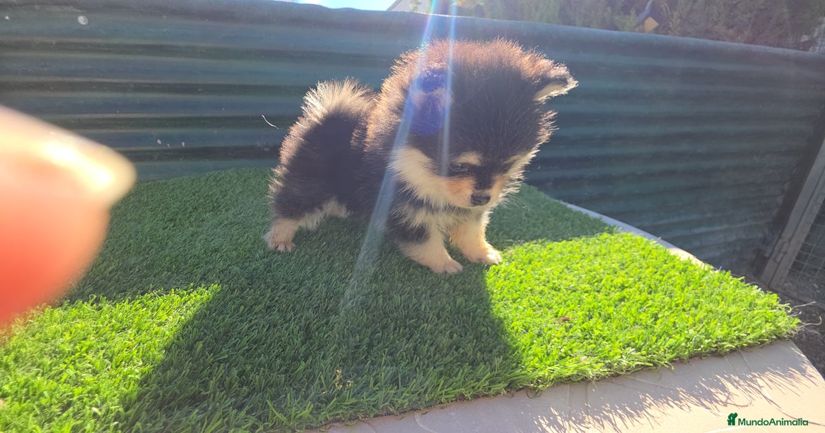 Pomsky toy en venta en Benidorm | MundoAnimalia