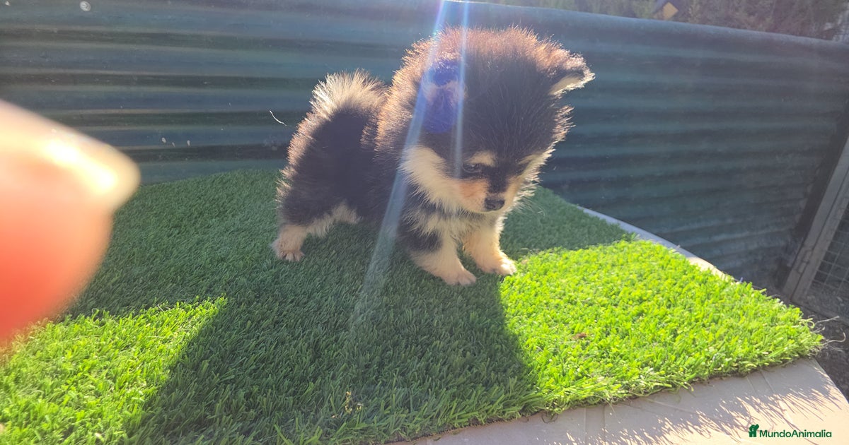 Pomsky Toy Roux Pomsky toy en venta en Benidorm | MundoAnimalia