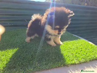 Pomsky perros Pomsky toy - Anuncio 9