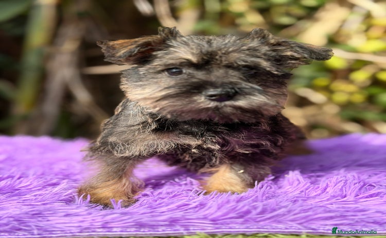 Schnauzer Miniatura perros Schnauzer miniatura hembra  - Anuncio 4