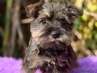 Schnauzer Miniatura perros Schnauzer miniatura hembra - Anuncio 4