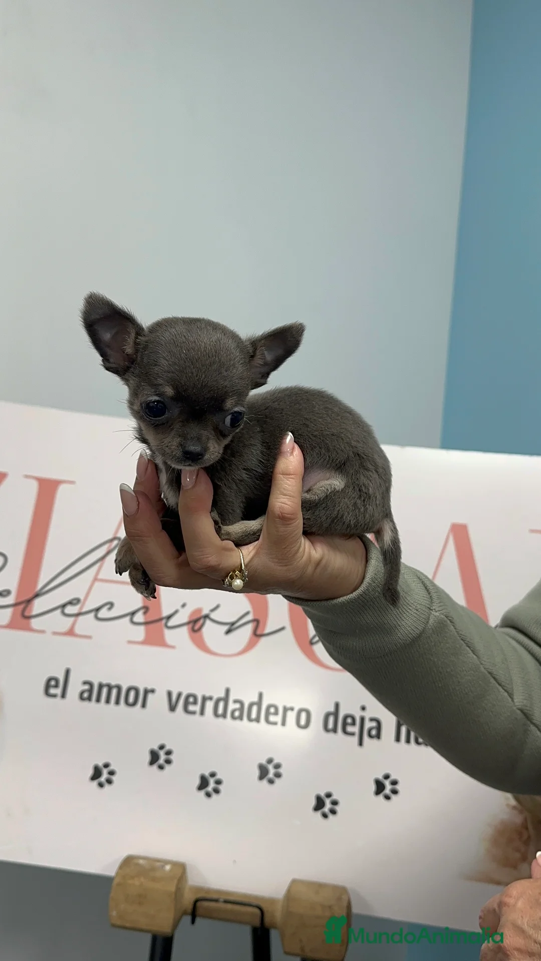 Chihuahua perros en venta: Chihuahua Toy disponible ✨🐾 - Anuncio 1