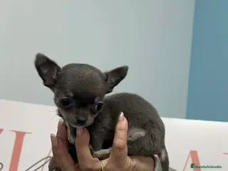 Chihuahua perros Chihuahua Toy disponible ✨🐾 - Anuncio 1
