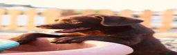 Labrador Retriever perros en venta: Dos preciosos cachorros de Labradores Retriever. - Anuncio 11