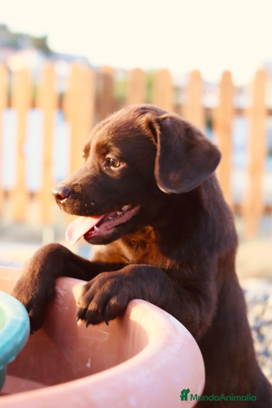 Labrador Retriever perros en venta: Dos preciosos cachorros de Labradores Retriever. - Anuncio 11