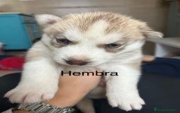 Husky Siberiano perros en venta: HUSKY - Imagen 3