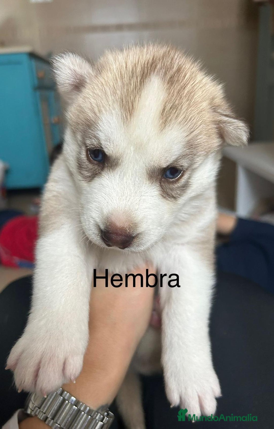 Husky Siberiano perros en venta: HUSKY - Imagen 3