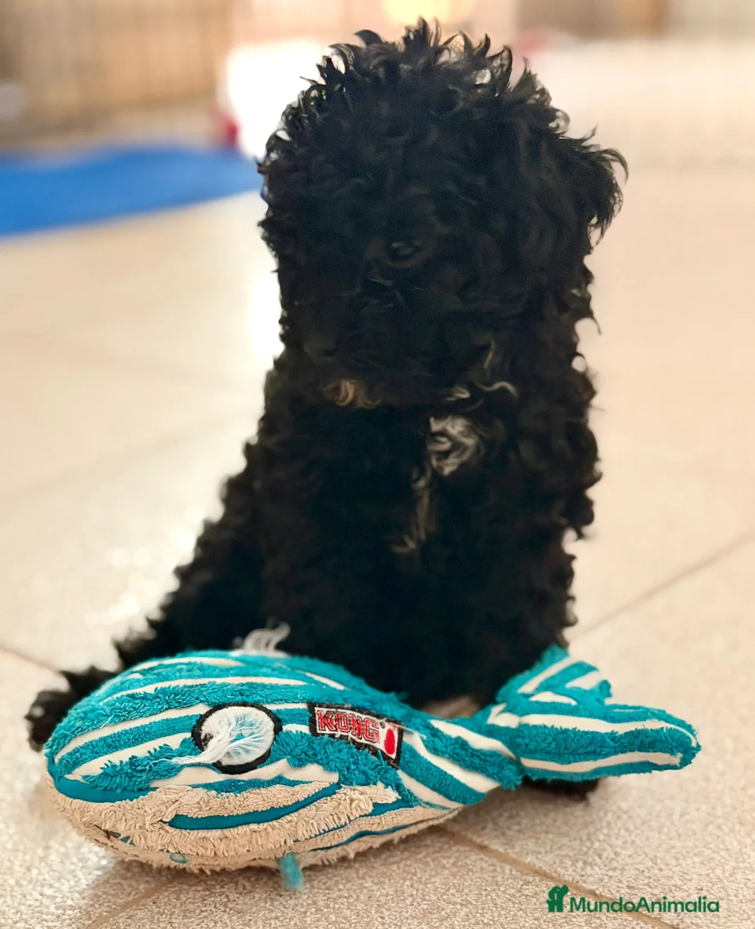 Caniche Toy perros en venta: CANICHE TOY - Anuncio 10