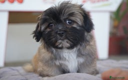 Maltipoo perros en venta: ✨ Snow & Carnival ✨ - Imagen 6