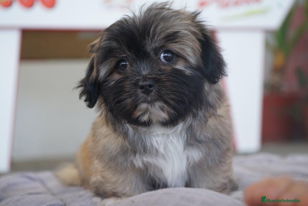 Maltipoo perros en venta: ✨ Snow & Carnival ✨ - Imagen 6