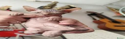 Sphynx gatos en venta: SPHYN  - Anuncio 4