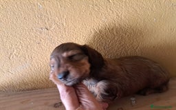 Teckel perros en venta: Teckel de pelo largo - Imagen 9