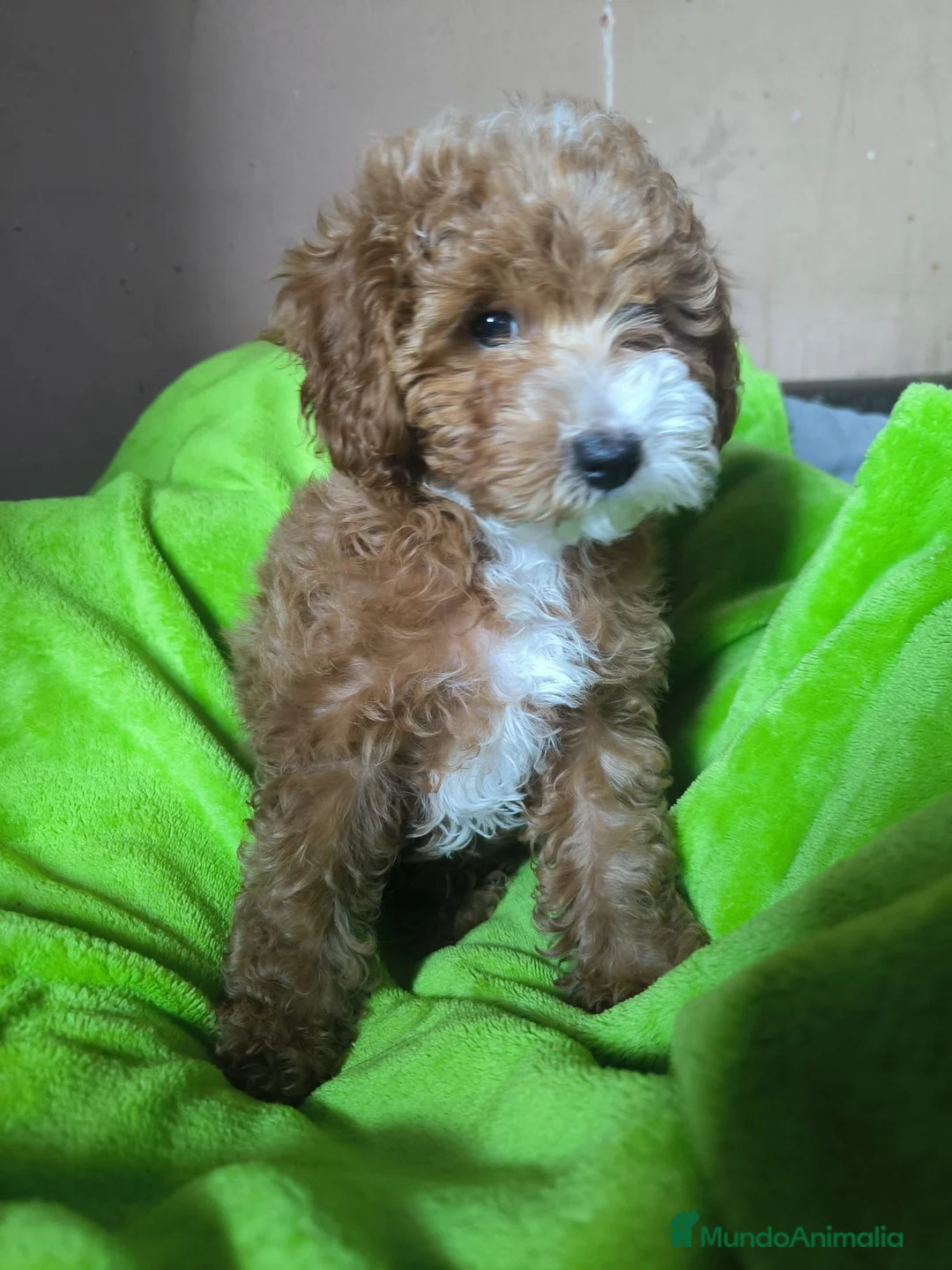 Caniche Toy perros en venta: Cachorro Caniche toy  - Anuncio 2