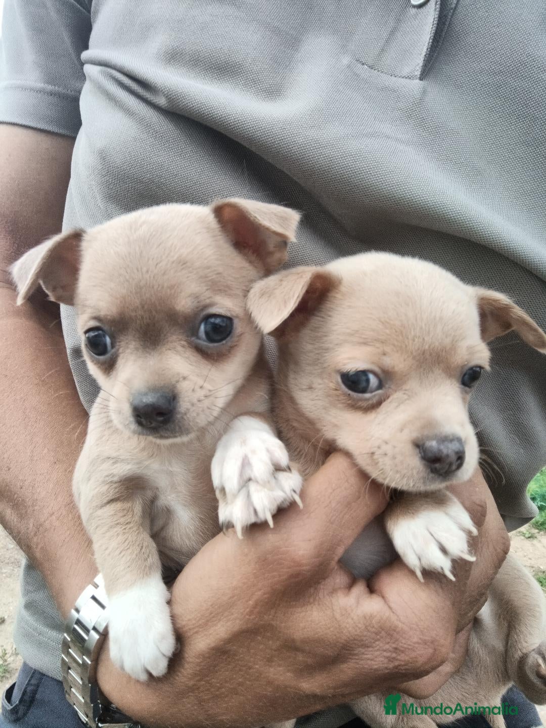 Chihuahua perros cachorros de Chihuahua - Anuncio 2