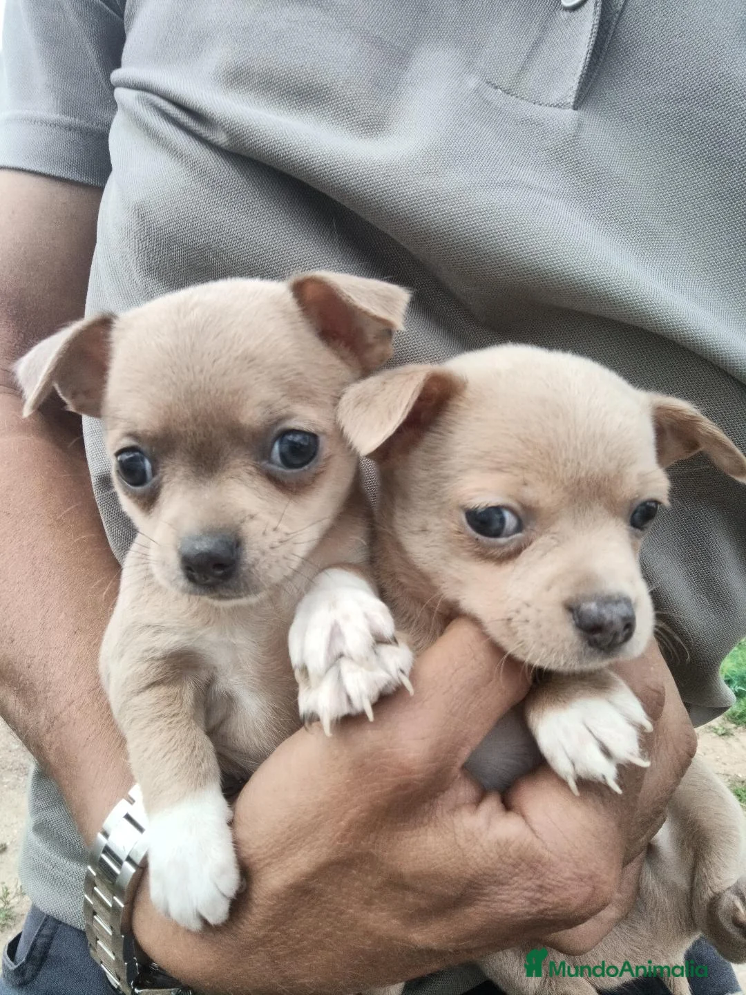 Chihuahua perros en venta: cachorros de Chihuahua - Anuncio 1