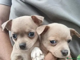 Chihuahua perros cachorros de Chihuahua - Anuncio 2