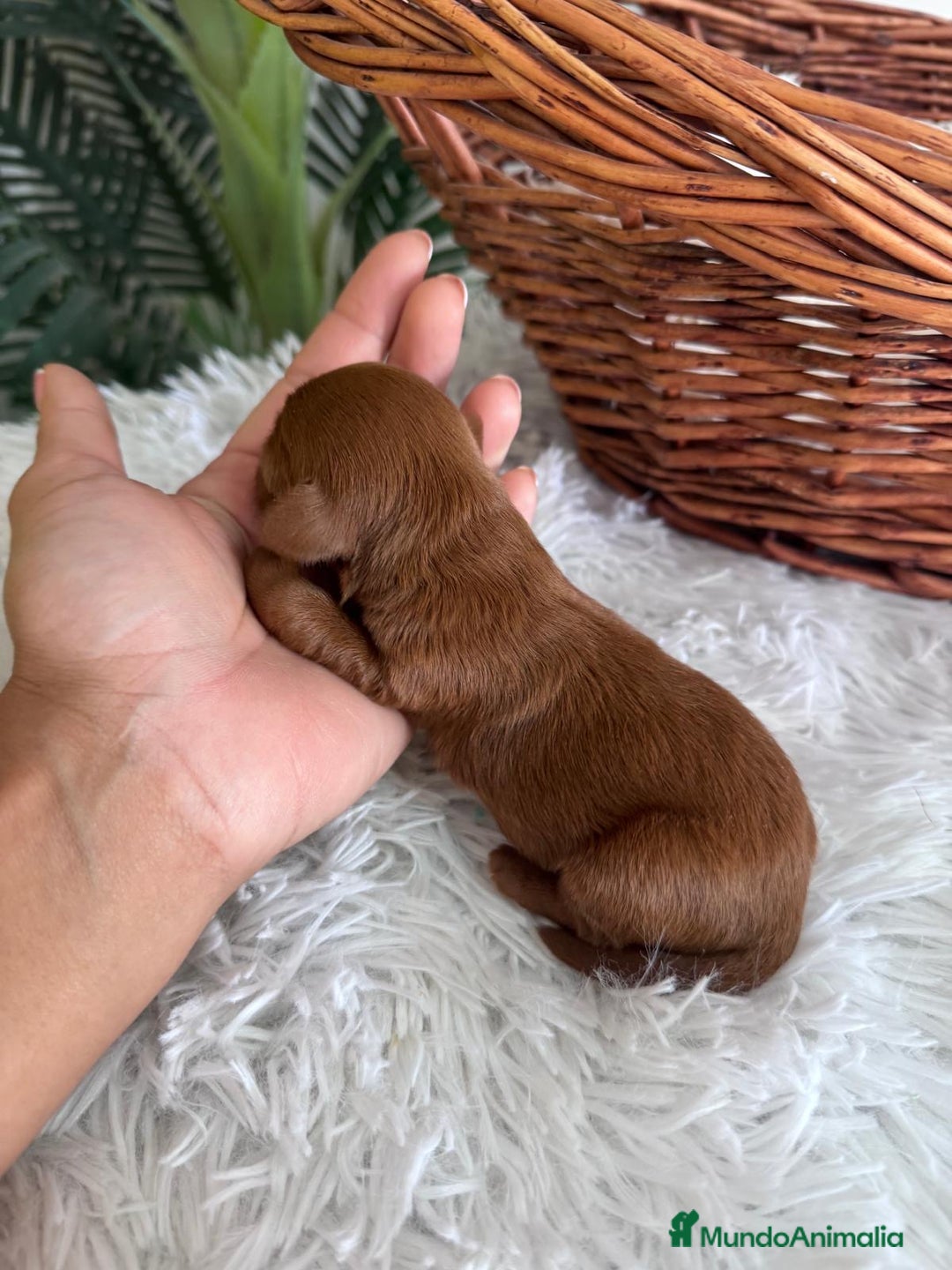 Maltipoo perros en venta: MALTIPOO ROJO MACHO - Imagen 5