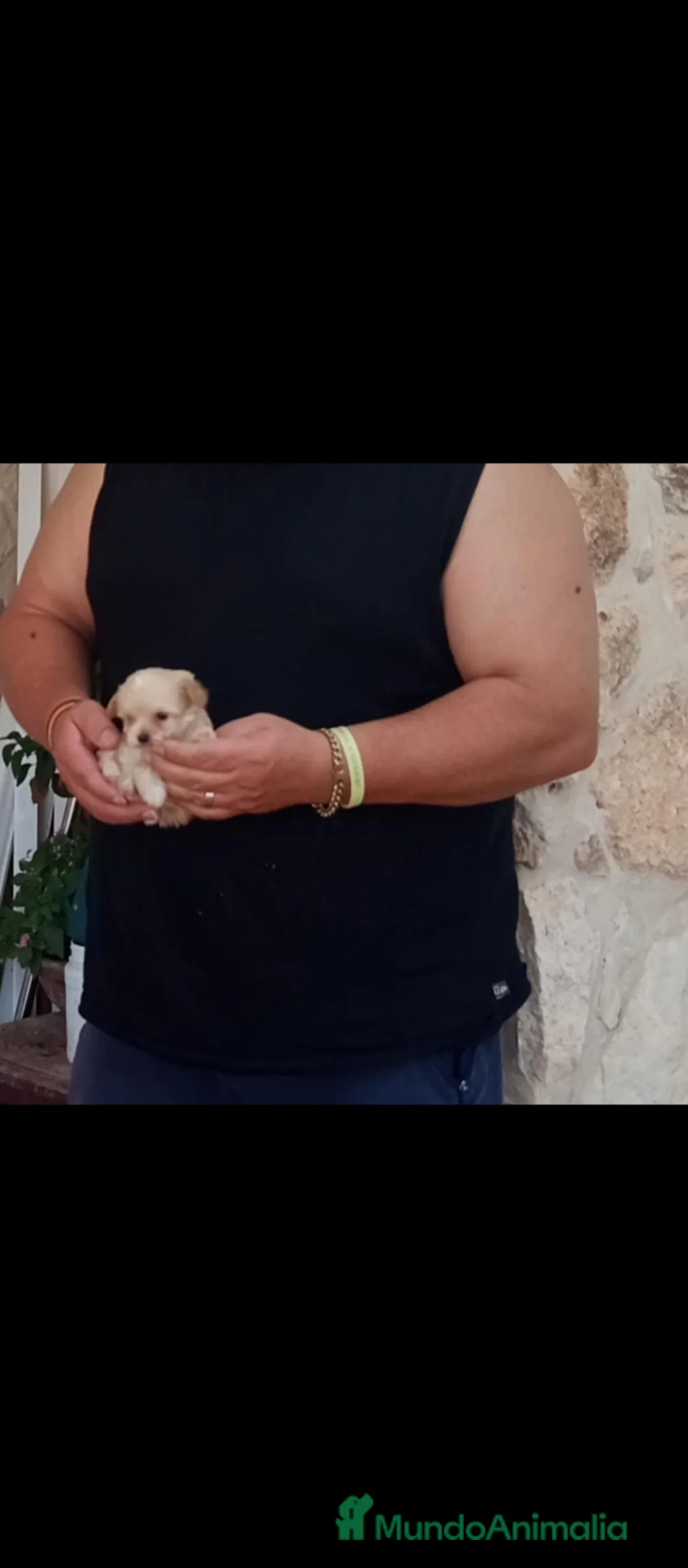 Raza Mixta perros en venta: Cachorros micro toy, no sueltan pelo  - Anuncio 3