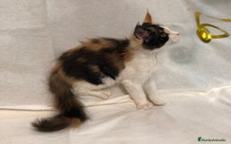 Maine Coon gatos en venta: Maine Coon Hembras - Imagen 24