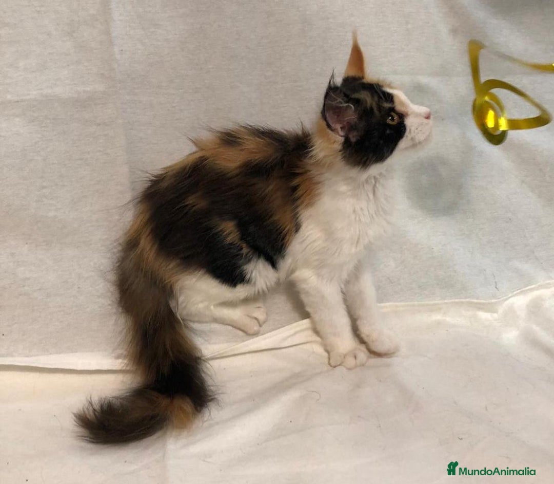 Maine Coon gatos en venta: Maine Coon Hembras - Imagen 24