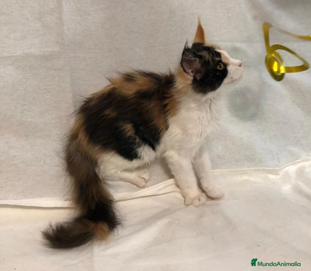 Maine Coon gatos en venta: Maine Coon Hembras - Anuncio 24