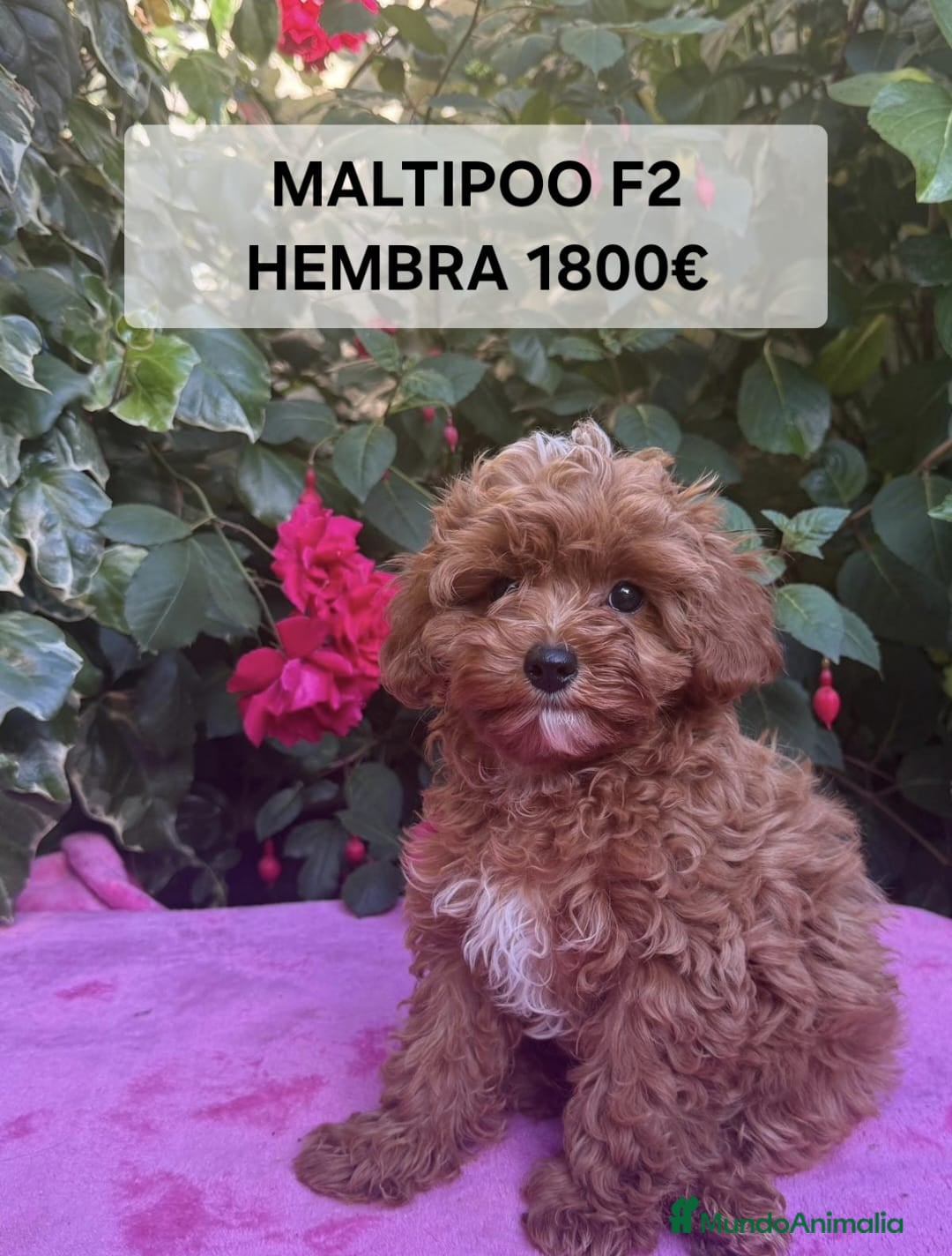 Maltipoo perros en venta: Preciosos cachorros Yorkiepoo  en Lugo - Anuncio 2