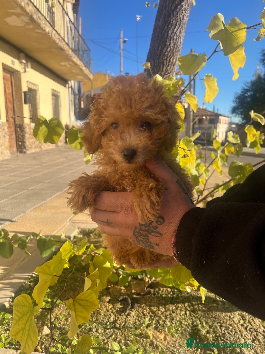 Caniche Toy perros en venta: Caniche toy  - Anuncio 2