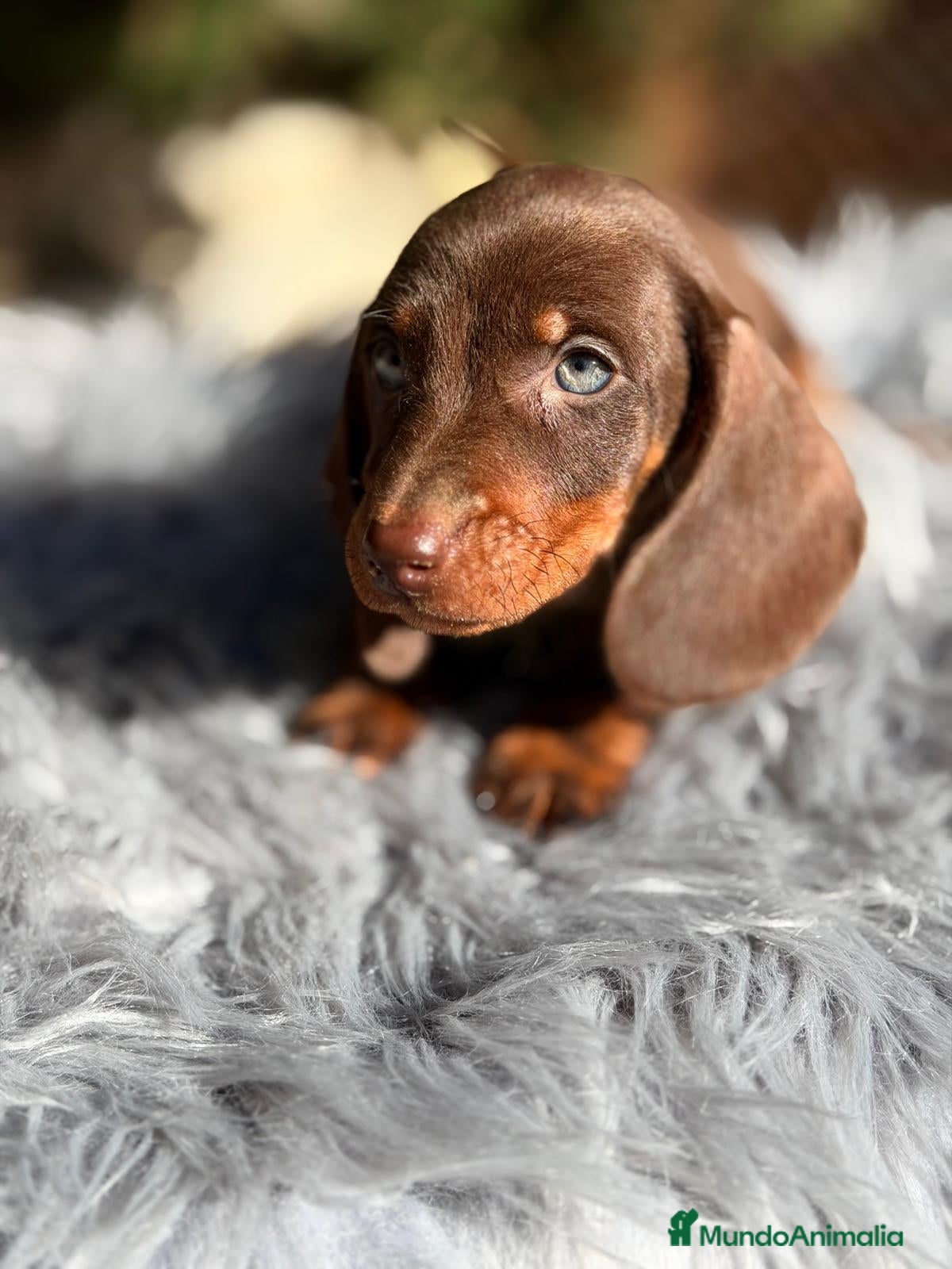 Teckel Miniatura perros TECKEL CHOCOLATE MACHO - Anuncio 2