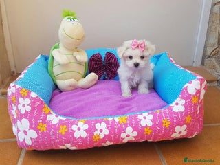 Bichón Maltés perros en Barcelona - Anuncio 21