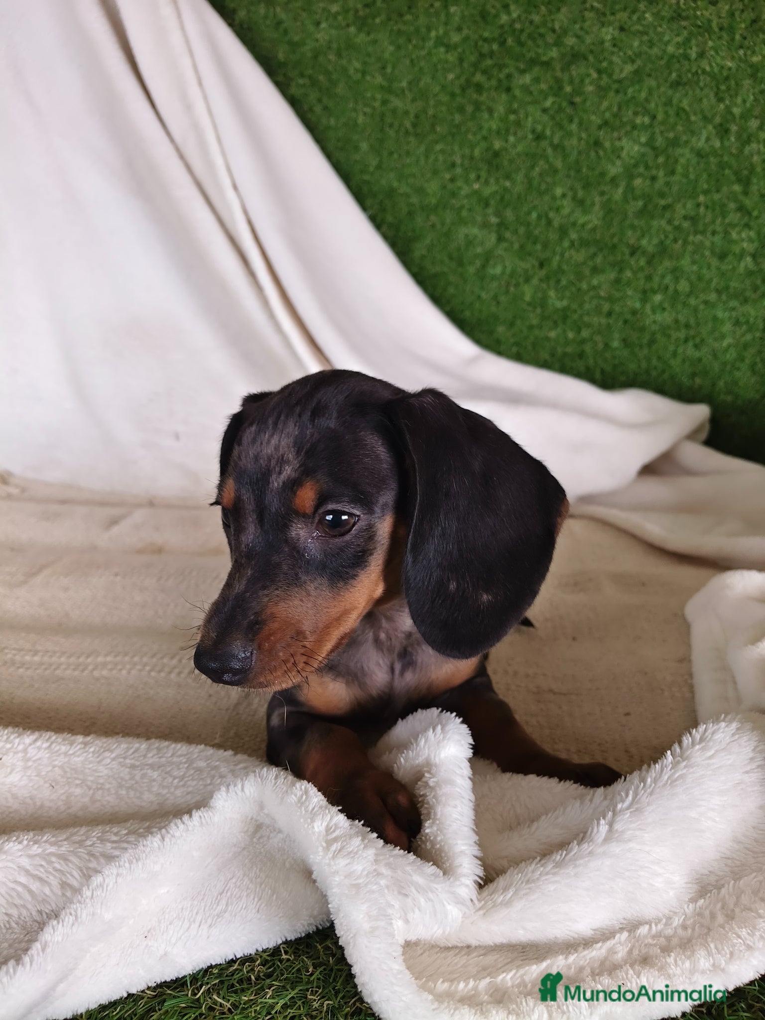 Teckel Miniatura perros TECKEL ARLEQUIN PLATA - Anuncio 1