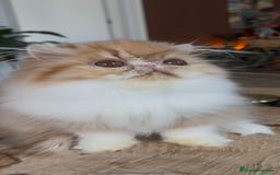 Persa gatos en venta: Hembra bicolor Roja  - Imagen 4