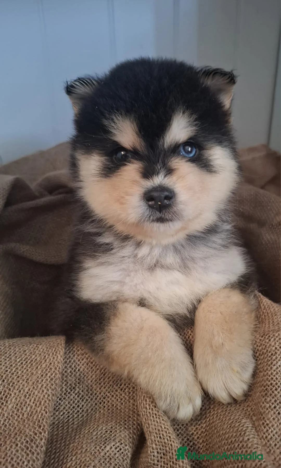 Pomsky perros en venta: POMSKY - Anuncio 1