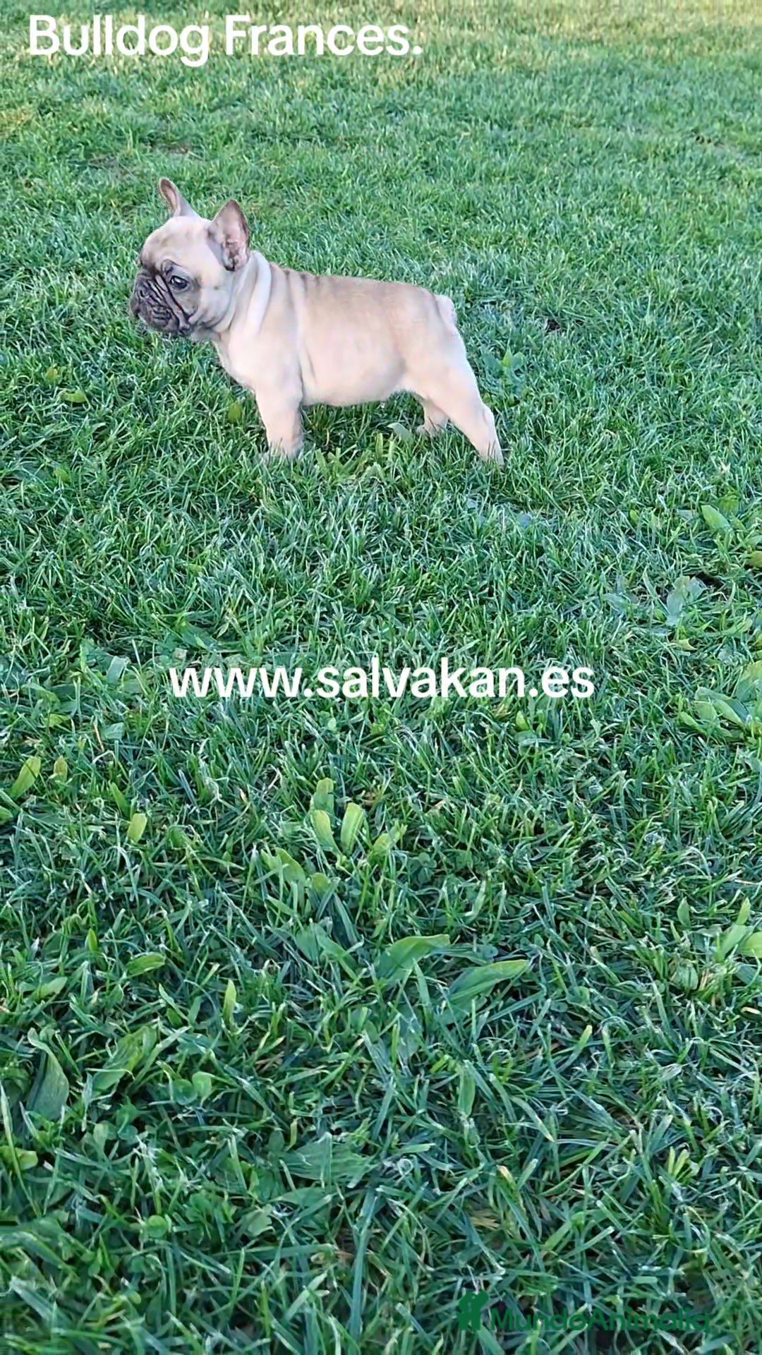 Bulldog Francés perros CACHORROS BULLDOG FRANCES - Anuncio 11